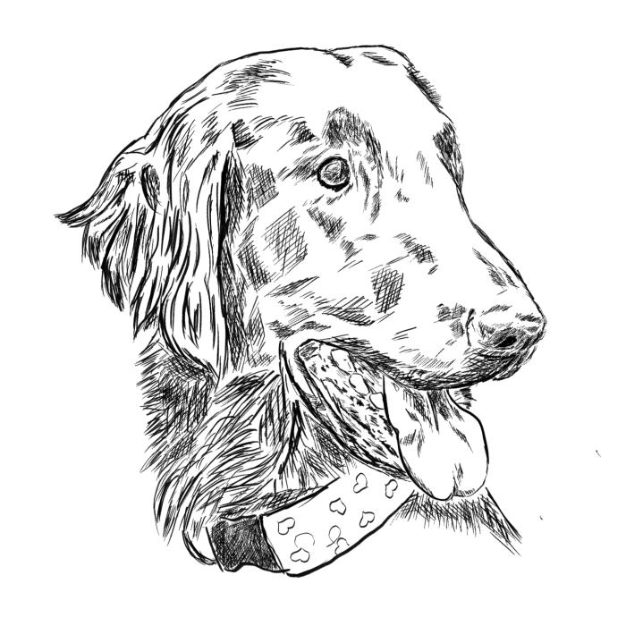 Flat coated retriever - bílá
