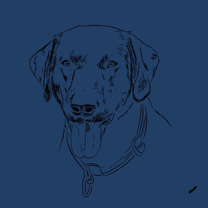 Labradorský retriever - půlnoční modrá
