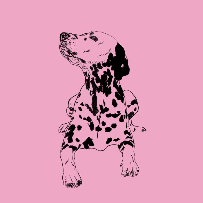 Dalmatin - růžová