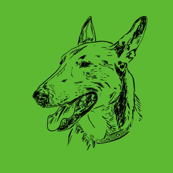 Anglický bulteriér - apple green