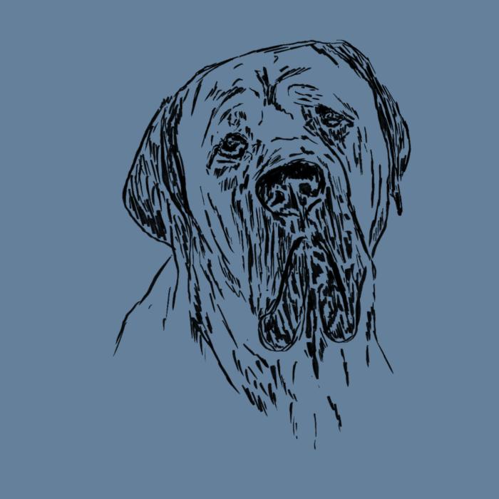Cane corso - denim
