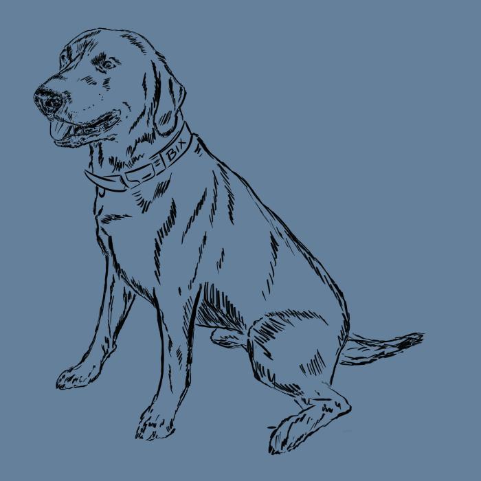 Labradorský retriever - denim