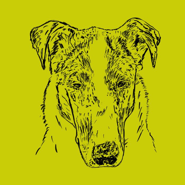 Kolie krátkosrstá - limetková
