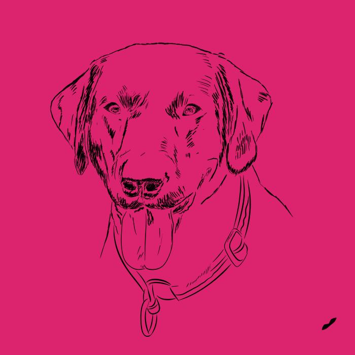 Labradorský retriever - malinová