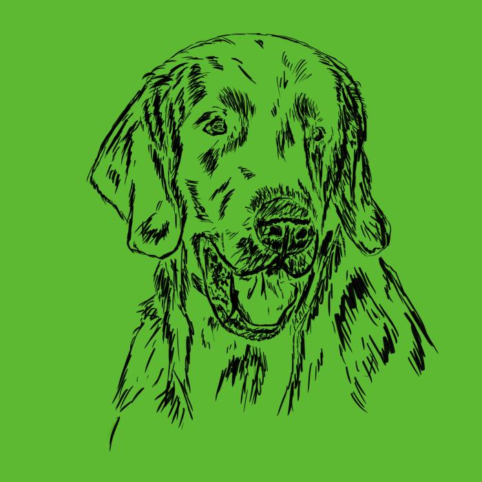 Flat coated retriever - apple green