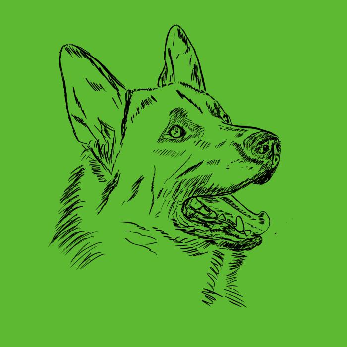 Německý ovčák - apple green