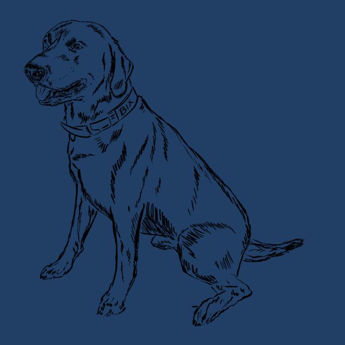 Labradorský retriever - půlnoční modrá