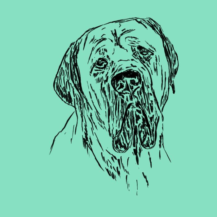 Cane corso - mátová