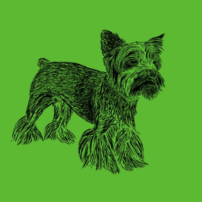 Jorkšírský teriér - apple green