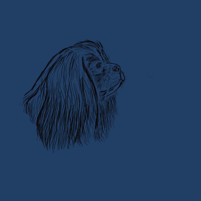 Kavalír king Charles španěl - půlnoční modrá