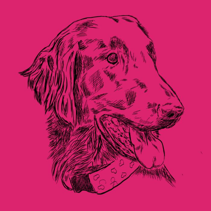 Flat coated retriever - malinová