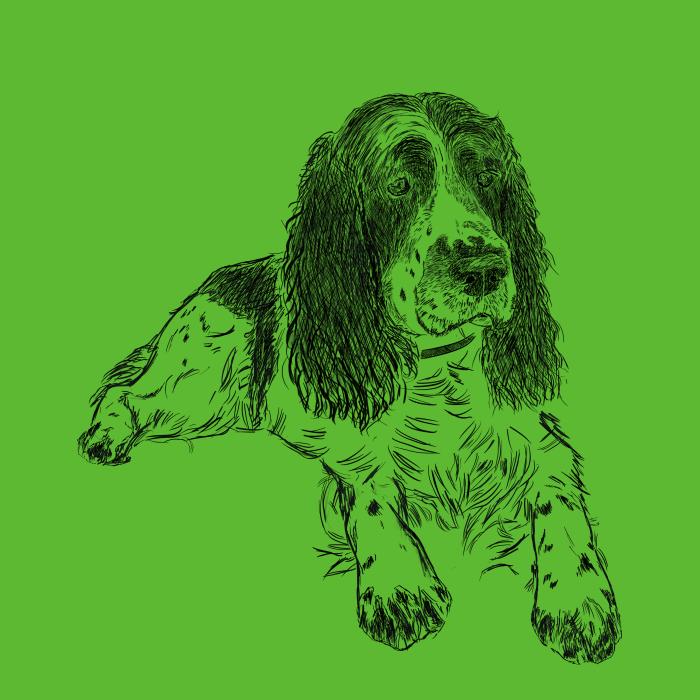 Springer spaněl - apple green