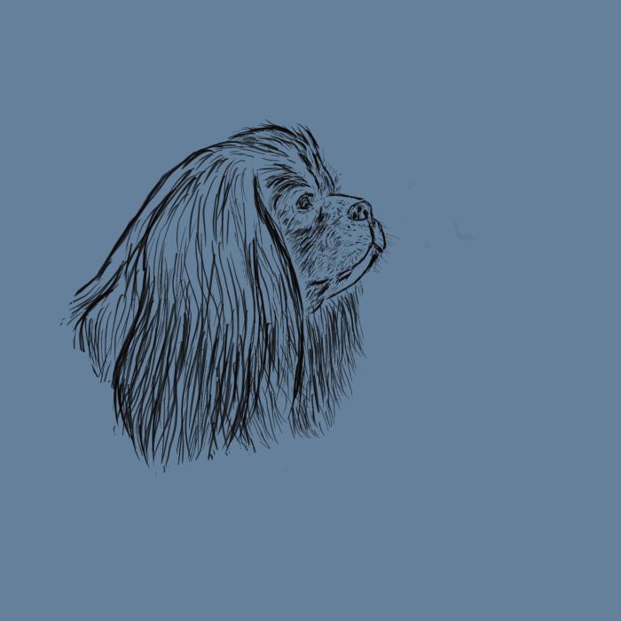 Kavalír king Charles španěl - denim