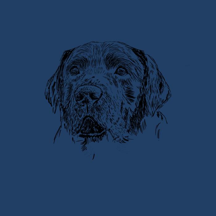 Labradorský retriever - půlnoční modrá