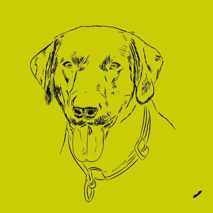 Labradorský retriever - limetková