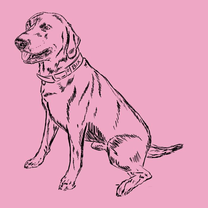 Labradorský retriever - růžová