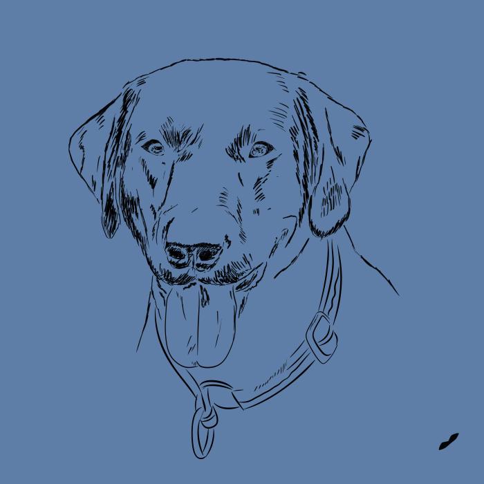 Labradorský retriever - nebesky modrá