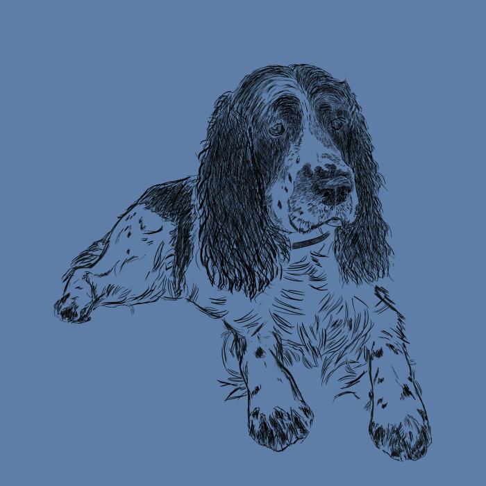 Springer Spaniel - nebesky modrá
