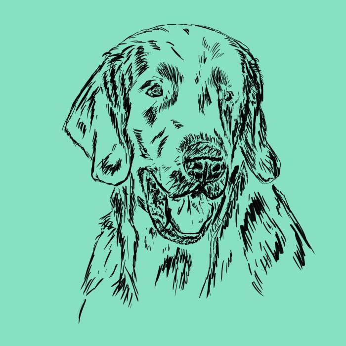 Flat coated retriever - mátová