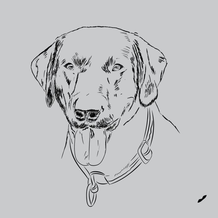 Labradorský retriever - světle šedý melír