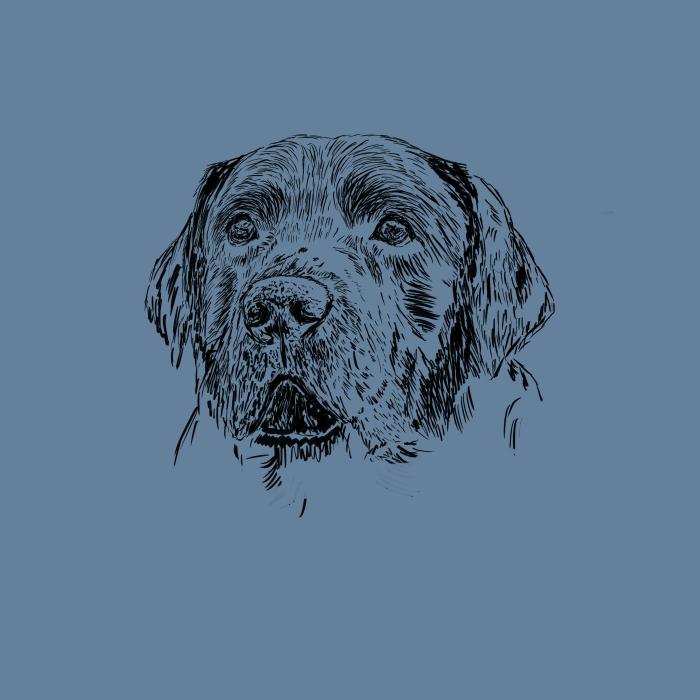 Labradorský retriever - denim