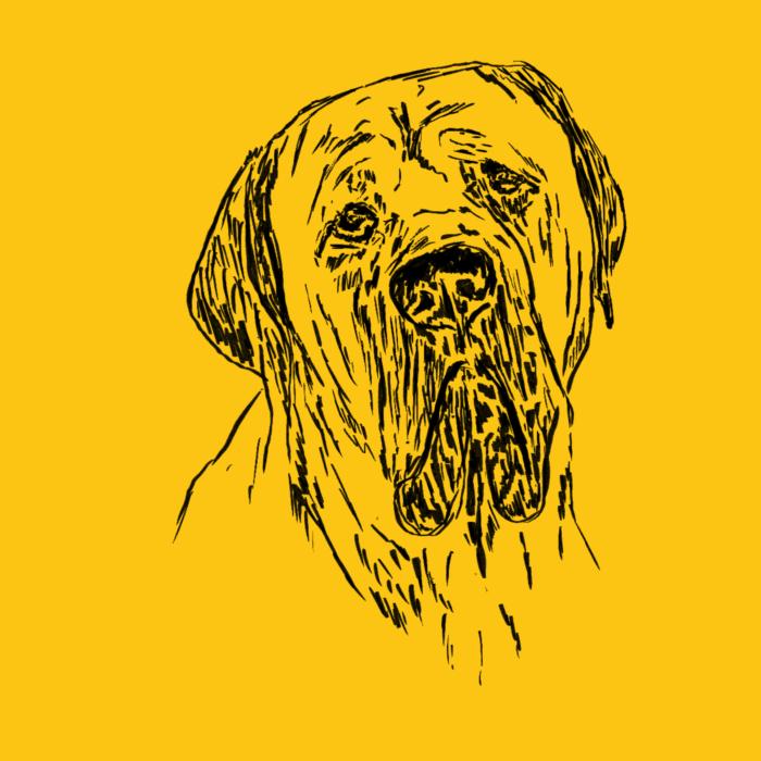 Cane corso - žlutá