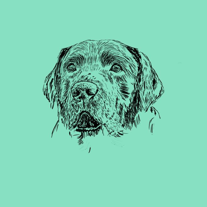 Labradorský retriever - mátová