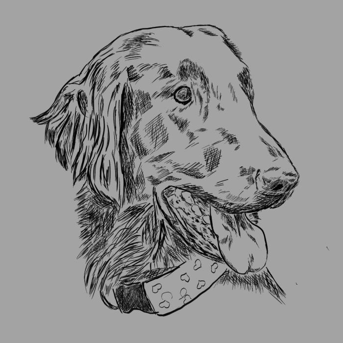 Flat coated retriever - tmavě šedý melír