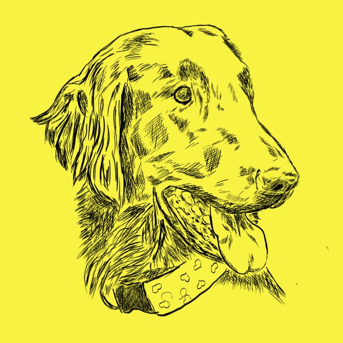 Flat coated retriever - citonová