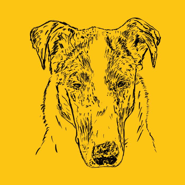 Kolie krátkosrstá - žlutá