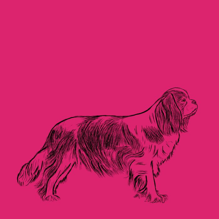 Kavalír king Charles španěl - malinová