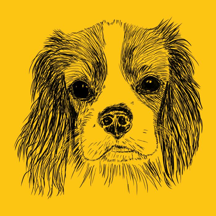 Cavalier - žlutá