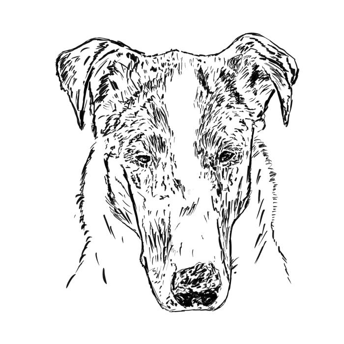 Kolie krátkosrstá - bílá