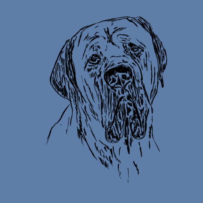 Cane corso - nebesky modrá