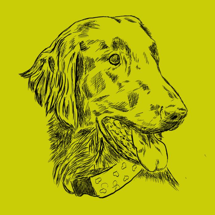Flat coated retriever - limetková