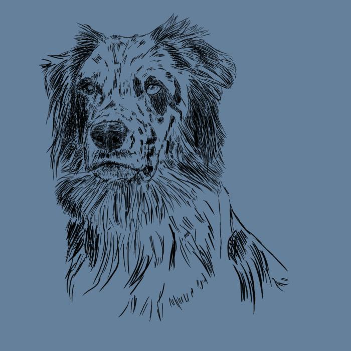 Australský ovčák - denim