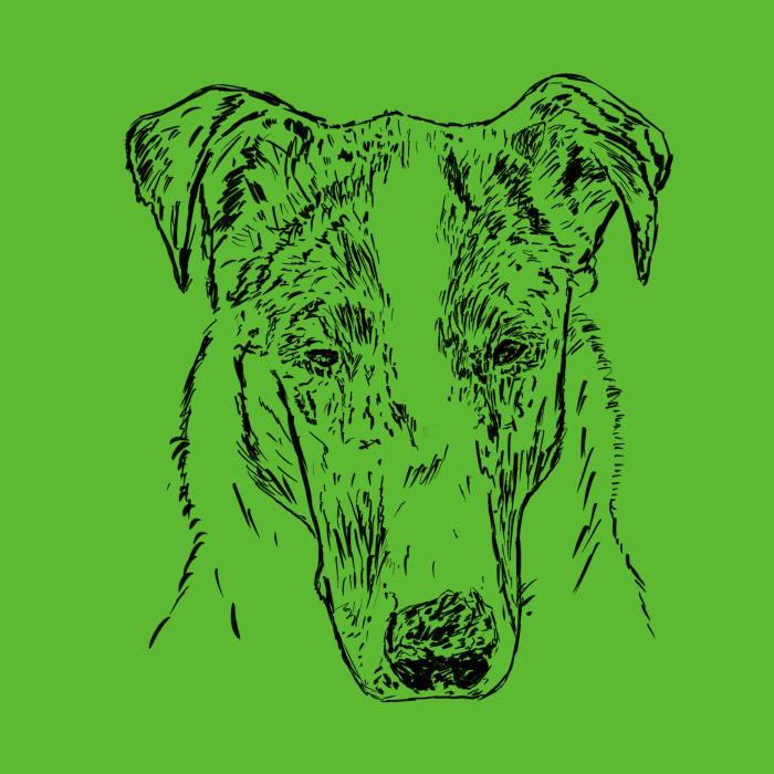Kolie krátkosrstá - apple green