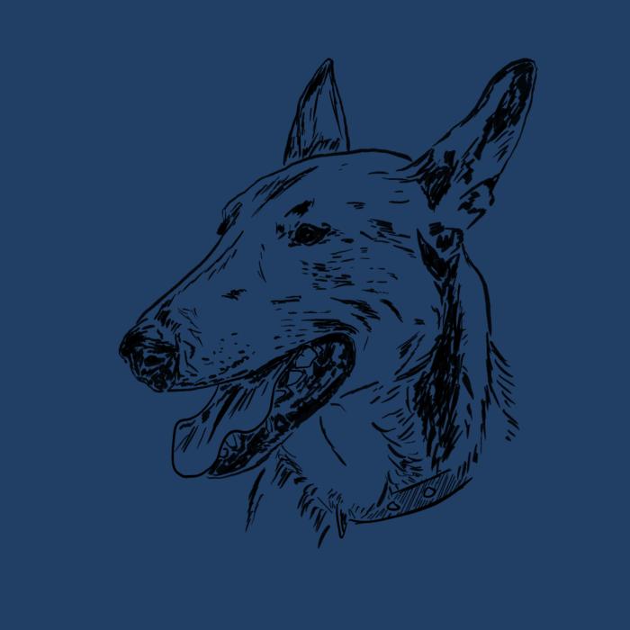 Anglický bulteriér - půlnoční modrá