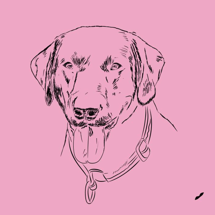 Labradorský retriever - růžová