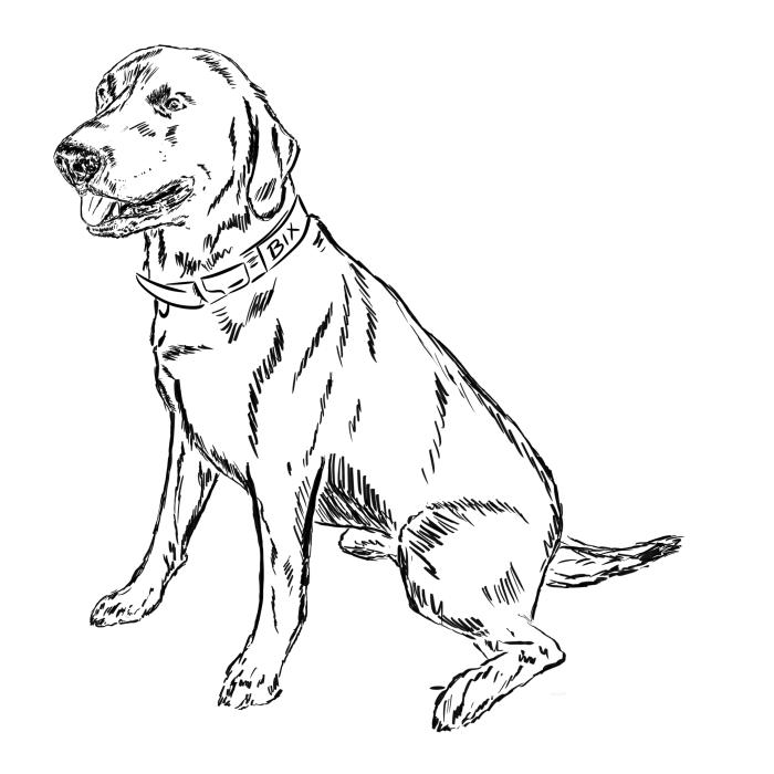 Labradorský retriever - bílá