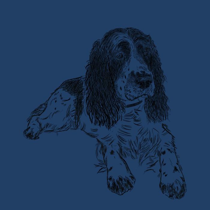 Springer Spaniel - půlnoční modrá