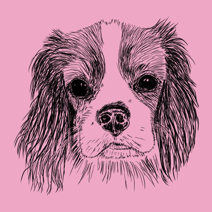 Cavalier - růžová