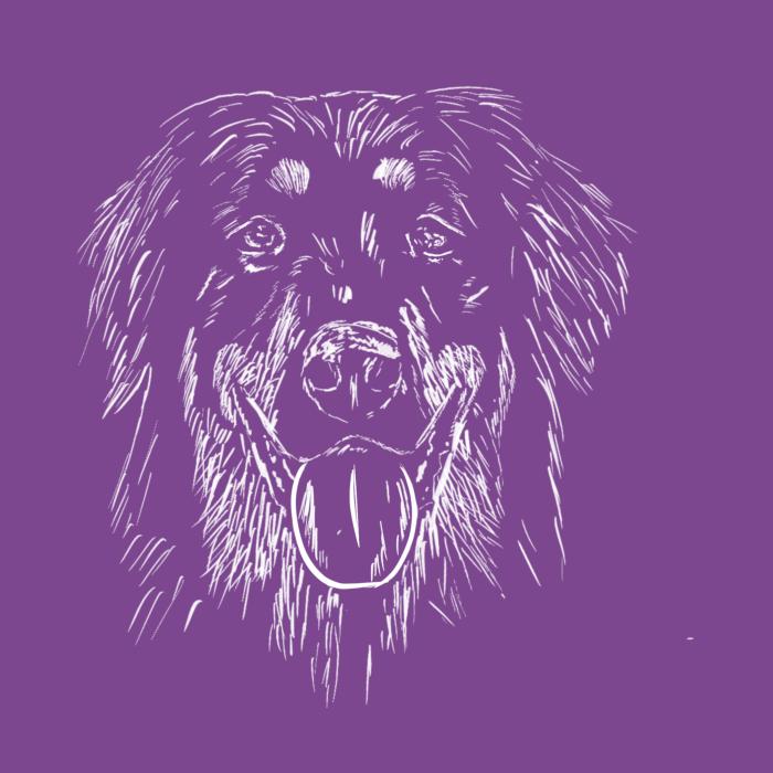 Hovawart - fialová