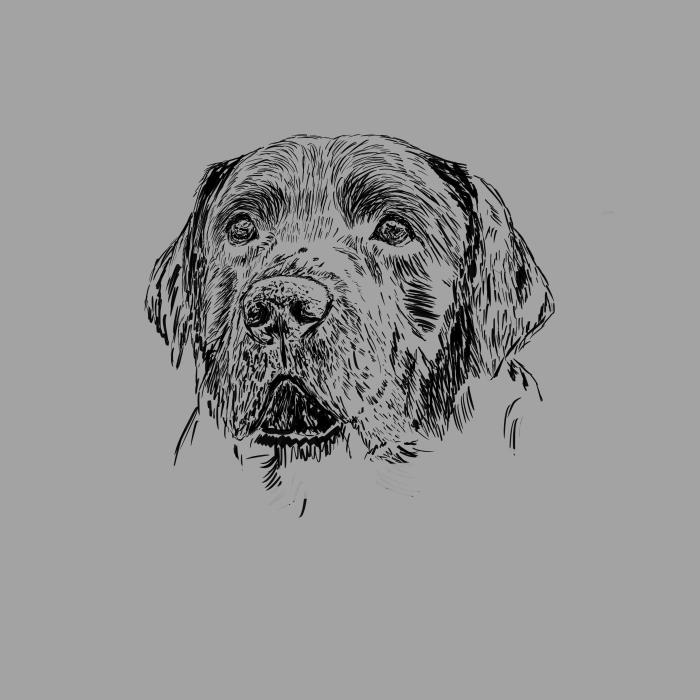 Labradorský retriever - tmavě šedý melír