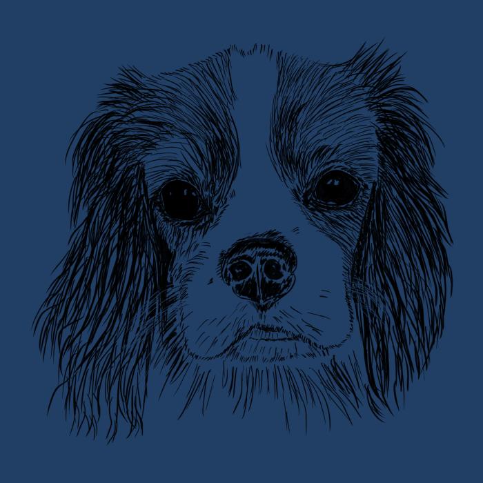 Cavalier - půlnoční modrá