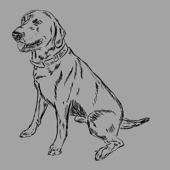 Labradorský retriever - tmavě šedý melír