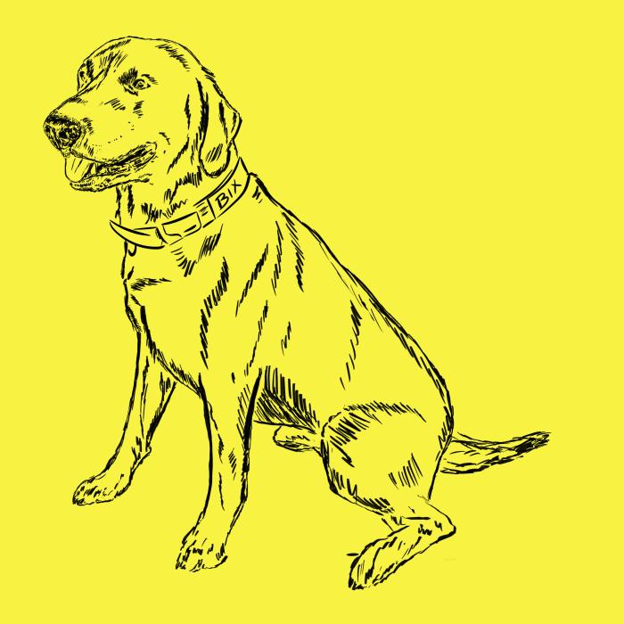 Labradorský retriever - citonová