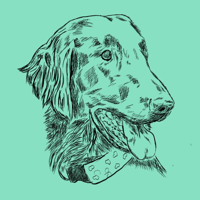 Flat coated retriever - mátová