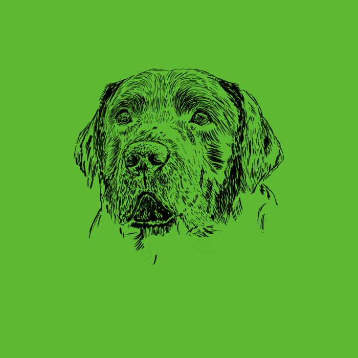 Labradorský retriever - apple green