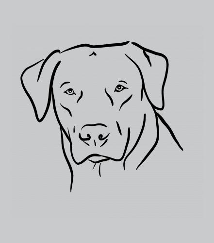 Labrador - hlava - světle šedý melír